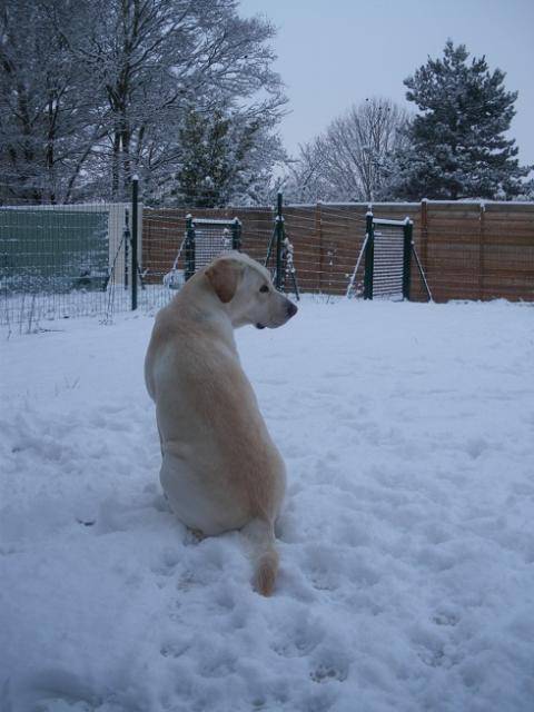 labrador Dina 2 ans - Labrador Retriever (2 ans)