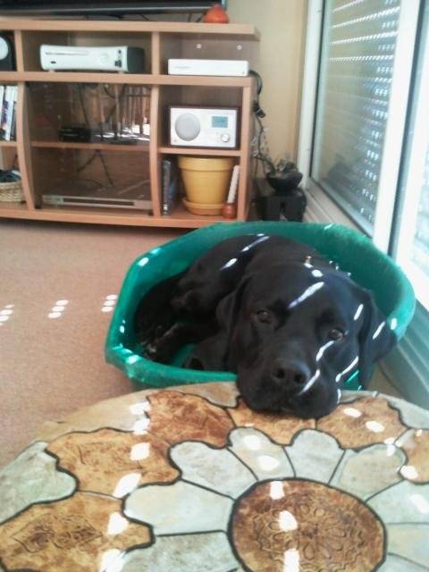 labradorbandit - Labrador Retriever