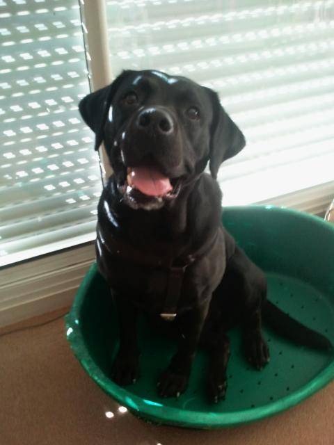 labrador bandit - Labrador Retriever