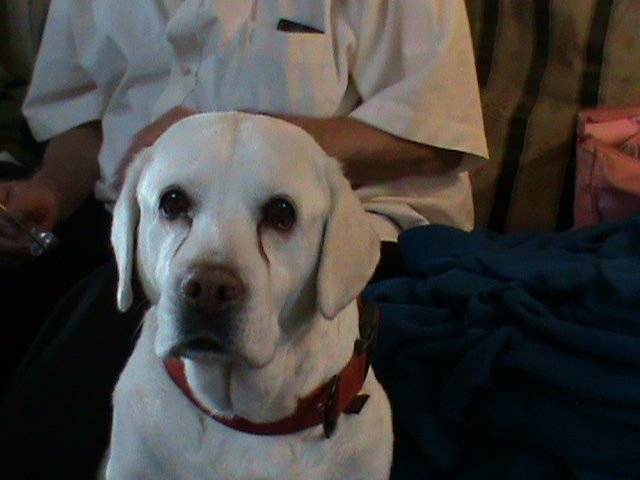 Nessie - labrador retriever blanc - Labrador Retriever