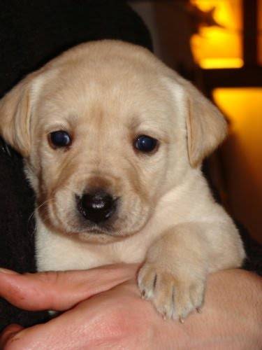 labrador Tchoupy - Labrador Retriever
