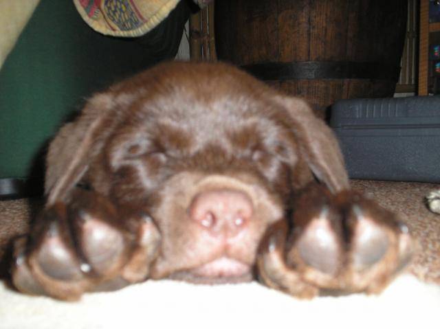 Gaber , Labrador chocolat - Labrador Retriever