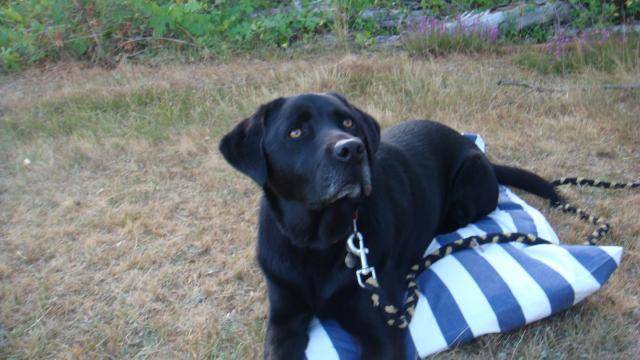 labrador briska - Labrador Retriever