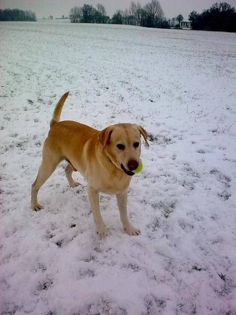 LABRADOR DOBBY - Labrador Retriever