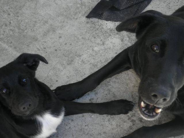 Kelly Labrador et Rex epagneul - Labrador Retriever