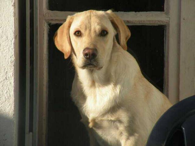 Labrador X . Falcko - Labrador Retriever