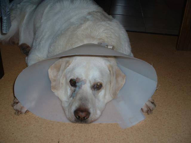 TOM Labrador - Labrador Retriever