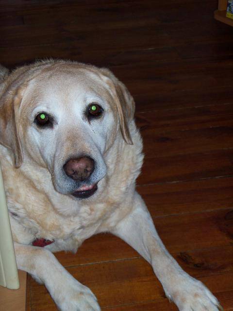 labrador tobby - Labrador Retriever
