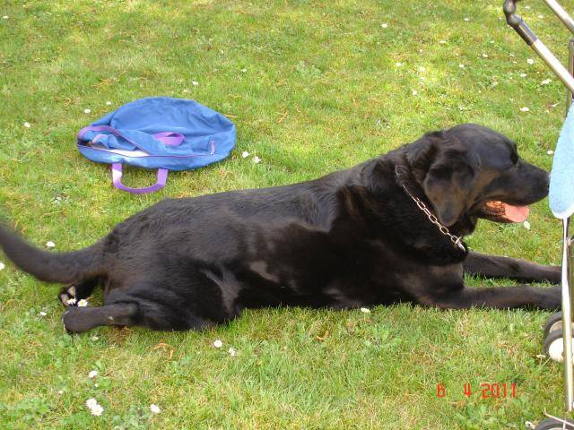 Unzo - Labrador - Labrador Retriever