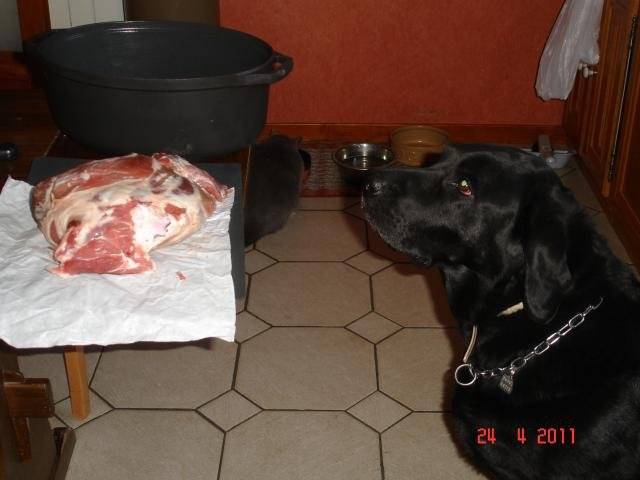 UNZO - Labrador - Labrador Retriever