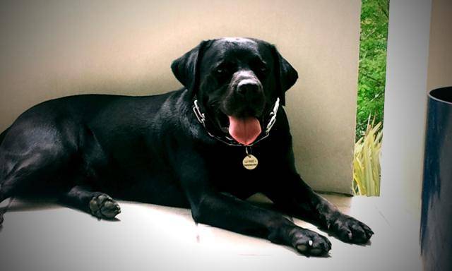 labrador-bandit - Labrador Retriever