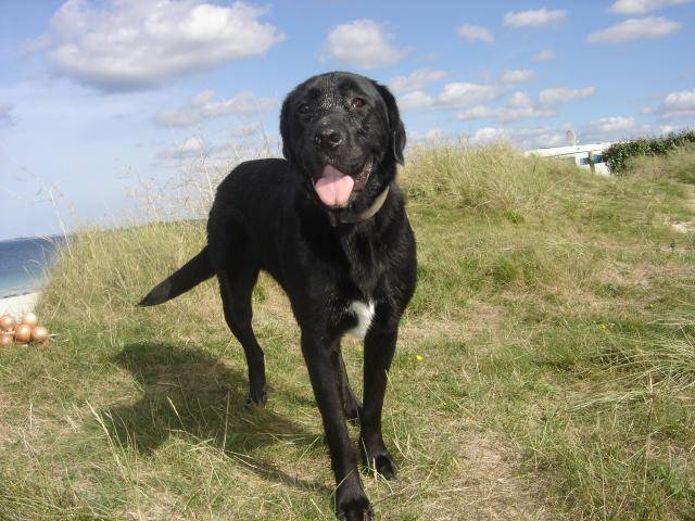 x labrador braque !!!!! DESPE - Labrador Retriever