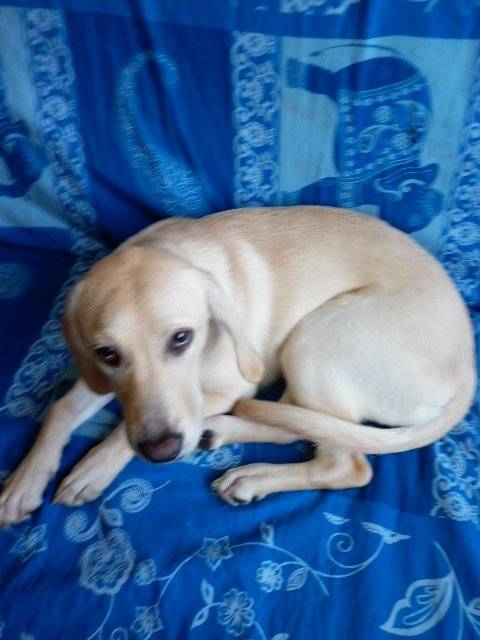 labrador croiser golden retriver frimousse - Labrador Retriever