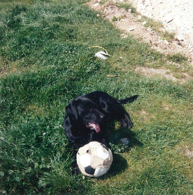 Labrador Brenda - Labrador Retriever