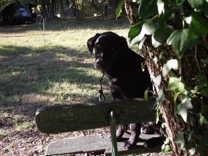 Tim - Labrador Retriever Mâle (8 mois)