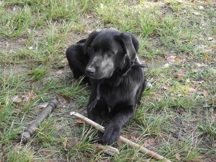Tim - Labrador Retriever Mâle (8 mois)
