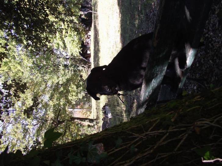 Tim - Labrador Retriever Mâle (8 mois)