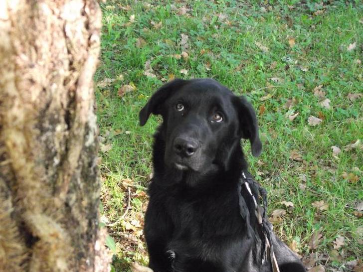 Tim - Labrador Retriever Mâle (8 mois)