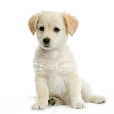 flocon - Labrador Retriever (5 mois)