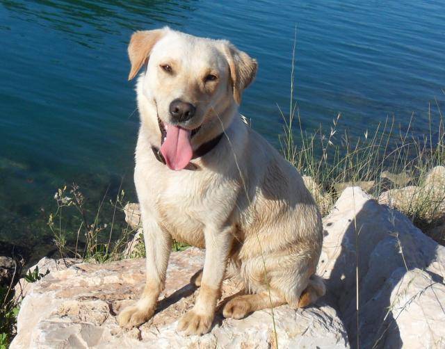 croise de labrador lila - Labrador Retriever