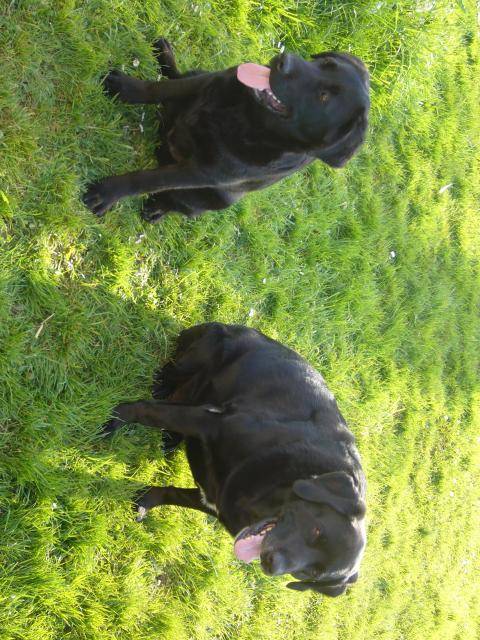 labrador - Labrador Retriever