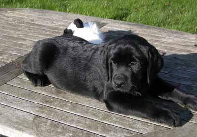 Labrador, Double Dutch of Tintagel Winds dite Dutch - Labrador Retriever