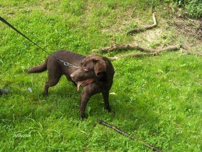 CHOCO - Labrador Retriever Mâle (9 ans)