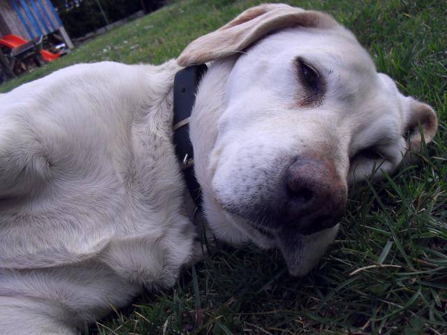 croisée labrador Léo - Labrador Retriever