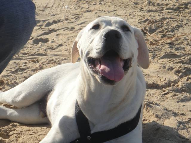 Labrador : Hitchi - Labrador Retriever