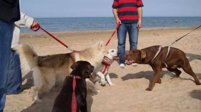 Labrador : Hitchi - Labrador Retriever