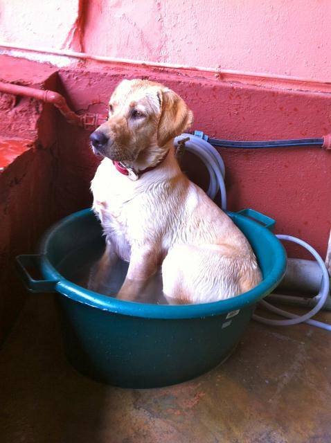 gretha labrador - Labrador Retriever