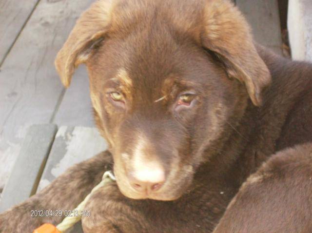 Jessie / Labrador croisé - Labrador Retriever