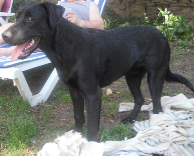 Type Labrador - Labrador Retriever