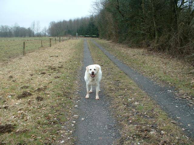 Labrador TOM - Labrador Retriever