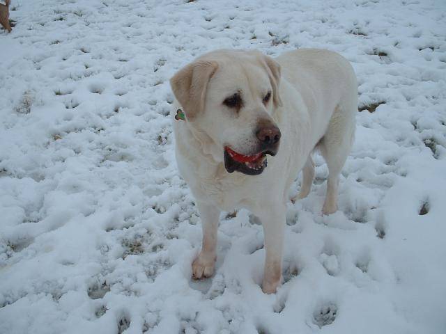 Labrador TOM - Labrador Retriever