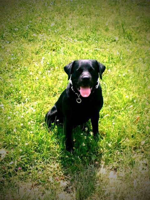 labrador bandit - Labrador Retriever