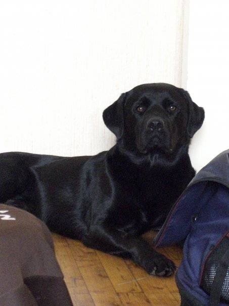 Labrador, Rothweiler - Labrador Retriever