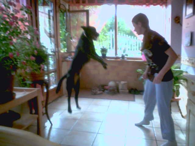labrador max - Labrador Retriever
