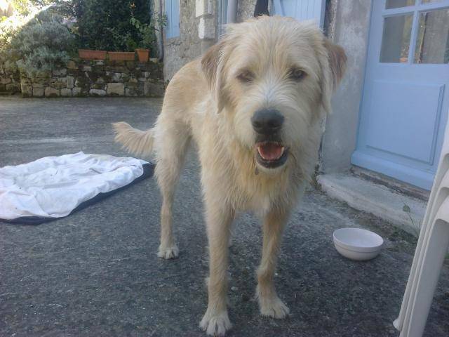 FOSTER labrador x fauve de bretagne - Labrador Retriever