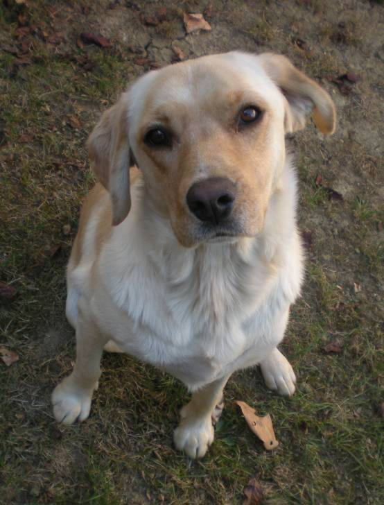 Bi - Labrador Retriever