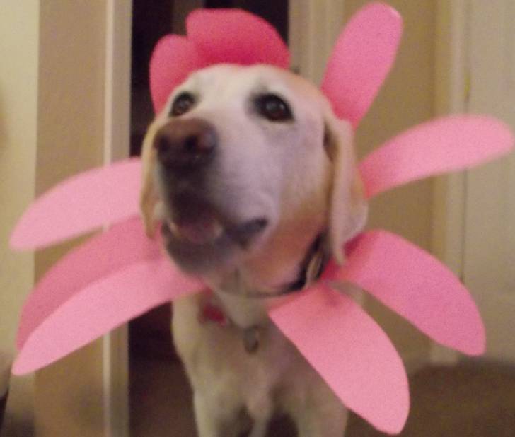 Nova - Labrador Retriever (13 ans)
