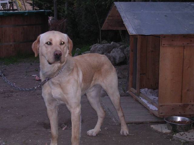 Pato - Labrador Retriever Mâle (2 mois)