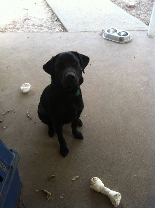 RASCAL - Labrador Retriever Mâle (8 mois)