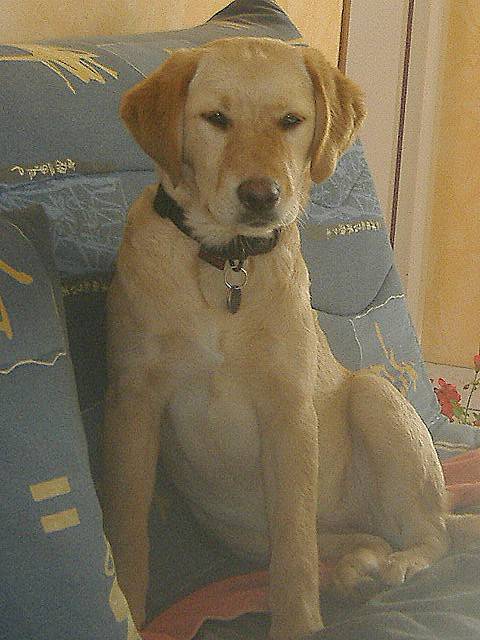 Chynook Labrador a 7 mois - Labrador Retriever (7 mois)