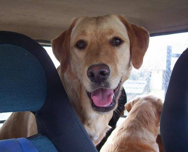 Chynook Labrador a 8 mois - Labrador Retriever (8 mois)