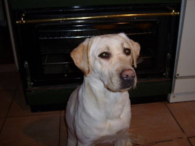 Bahia 17 mois - Labrador Retriever (1 an et 5 mois)