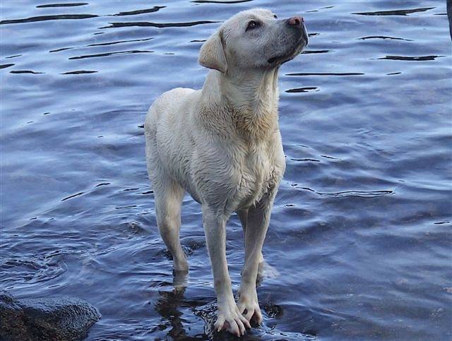 Bianca - Chienne Labrador - Labrador Retriever