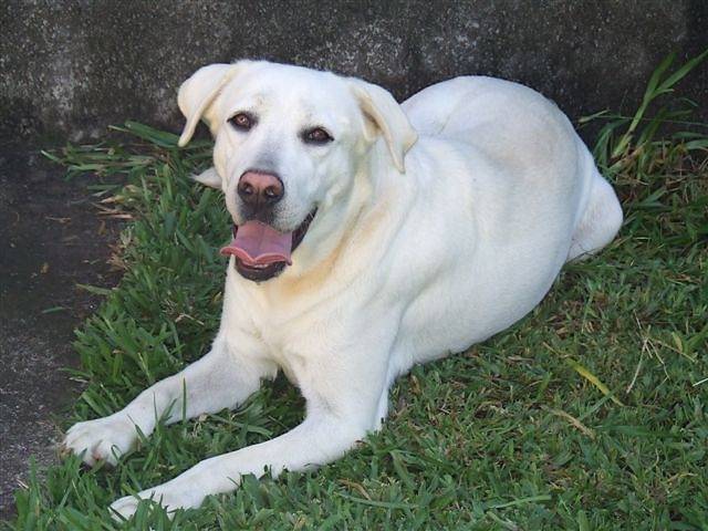 Bianca - 2 ans et demi - Labrador Retriever (2 ans et demi)