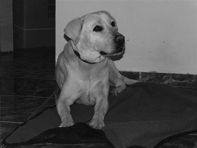 Bianca 2 ans et demi - Chienne Labrador - Labrador Retriever (2 ans et demi)
