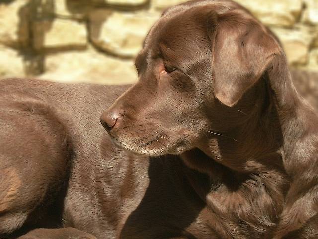 Utha de Brâme Pin Castel Labrador Chocolat - Labrador Retriever